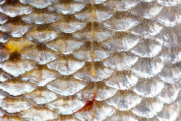 Fish scales as an abstract background © schankz