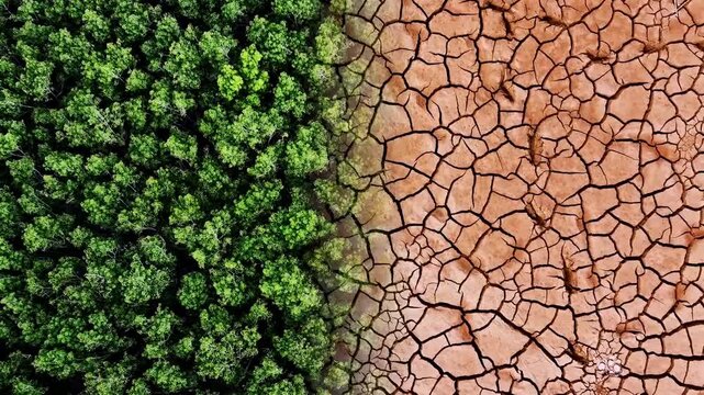 Juxtaposition of lush green forest with dry cracked earth, illustrating environmental contrast and impact. The image highlights the divide between thriving nature and drought-stricken land