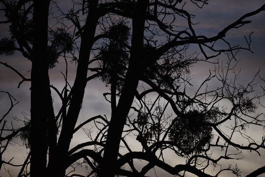 Silhouettes en contre-jour de boules de guis au cr&eacute;puscule, accroch&eacute;es &agrave; un arbre