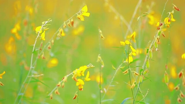 Vibrant yellow flowers bloom in a field, basking in the sun's gentle light. The scene radiates a sense of peace and natural beauty