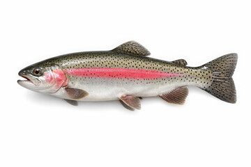 Obraz premium Freshly caught rainbow trout fish with iridescent scales and a distinctive pink stripe, isolated on a clean white background, perfect for culinary and fishing themes.