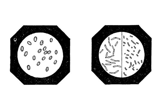 Microorganisms under magnification: spherical bacteria and rod-shaped bacteria, vintage scientific illustration, old vintage illustration, 1897.
