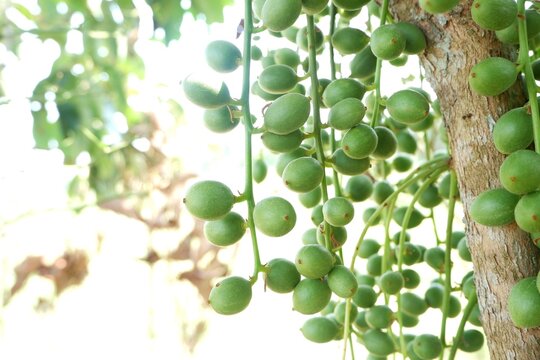 Macro photography of Burmese Grape clusters, showcasing the unique "cauliflorous" fruiting habit of this tropical species.