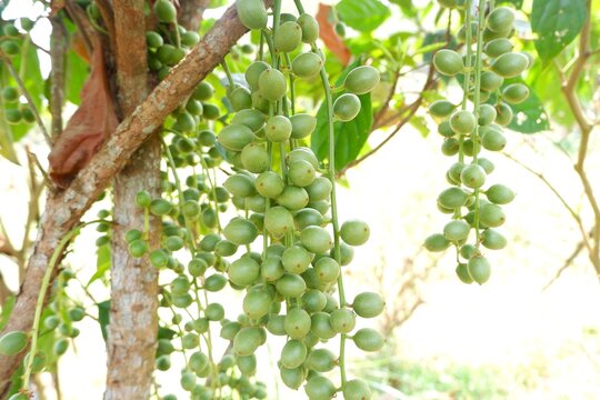 Bountiful clusters of Burmese Grape (Baccaurea ramiflora) hanging directly from the tree trunk