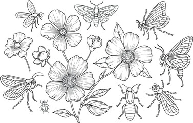 Adobe Illustrator Artwork © Shoaib