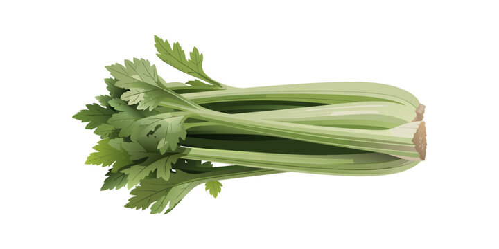 Fresh Celery and Green Onions Isolated on White Background.