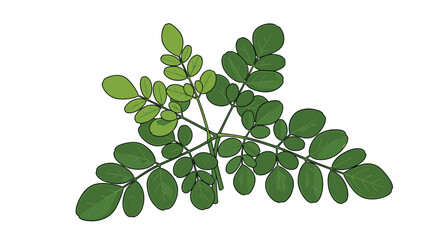 Obraz premium Detailed cluster of moringa leaves, showcasing their delicate structure and vibrant green hue, symbolizing a nutrient-dense superfood and powerful plant-based ingredient.