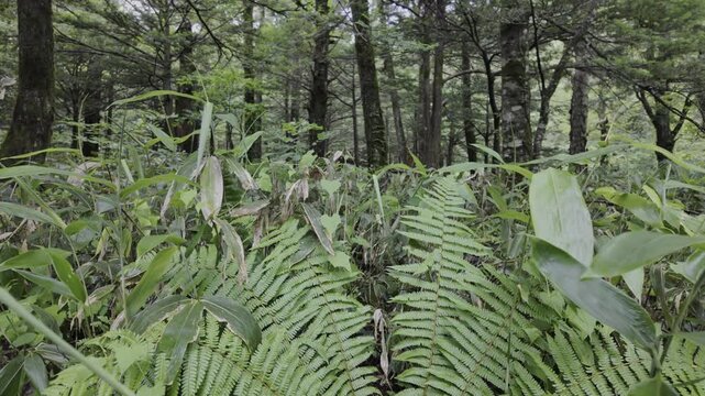 A patch of grass in the forest with various lush plants.