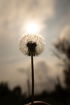 Dandelion against the sky sunlight,  Each seed is attached to a feathery white pappus forming a spherical shape, moody lighting shot, dandelion's flowering cycle