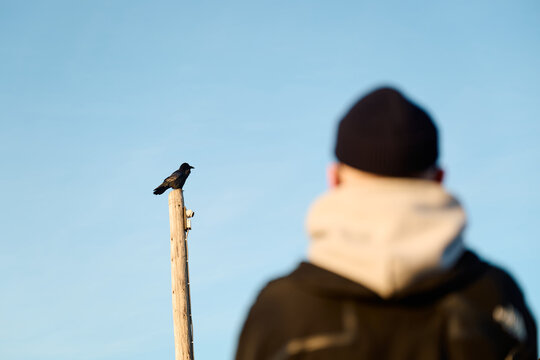 Person observing crow perching on wooden pole