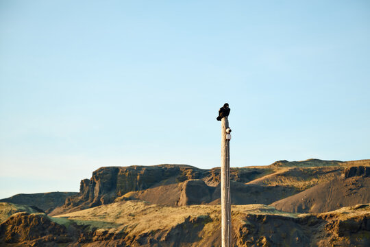 Crow perching on pole watching over remote landscape
