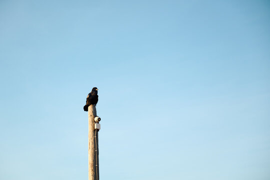 Crow observing security camera from wooden pole
