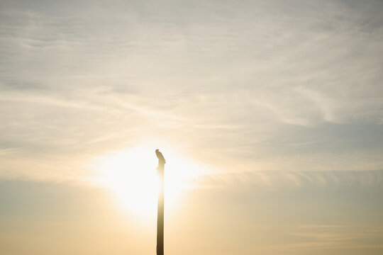 Bird silhouette perching on pole at sunset