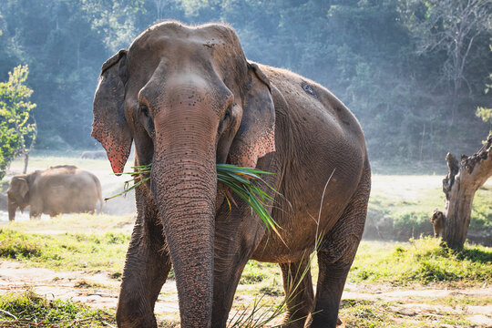 Asian Elephant in natural environment