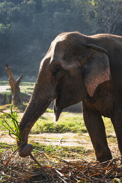 Asian Elephant in natural environment