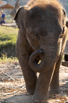 Asian Elephant in natural environment