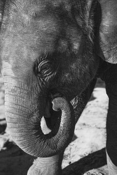 Asian Elephant in natural environment