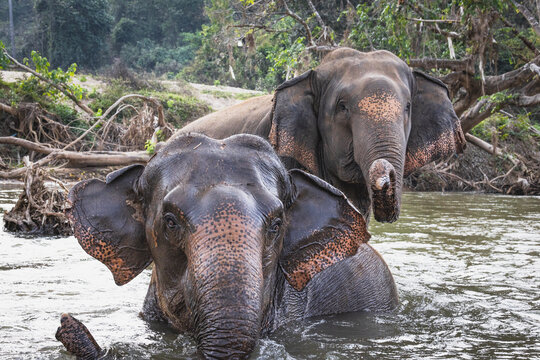Asian Elephant in natural environment