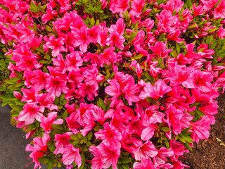 Fototapeta premium Blooming Azaleas
