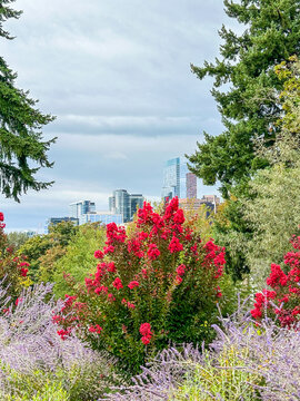 Bellevue Botanical Garden Skyline