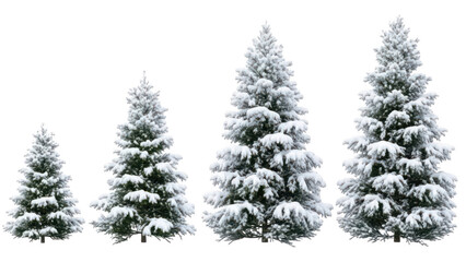Obraz premium Row of Snow-Covered Fir Trees in Winter Isolated on Transparent Backgr