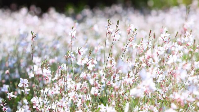 Pretty wildflowers swaying in the fresh spring breeze, white butterflies, a field of needle flowers and gaura, beautiful nature and birdsong ASMR

