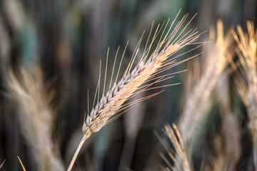 Zbliżenie makro na złoty kłos jęczmienia na polu w promieniach letniego słońca. Ciepła, rustykalna atmosfera żniw. Idealne tło dla tematów rolnictwa, natury i ekologicznej żywności. © Henryk Niestrój