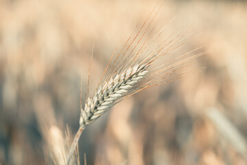Zbliżenie makro na złoty kłos jęczmienia na polu w promieniach letniego słońca. Ciepła, rustykalna atmosfera żniw. Idealne tło dla tematów rolnictwa, natury i ekologicznej żywności. © Henryk Niestrój