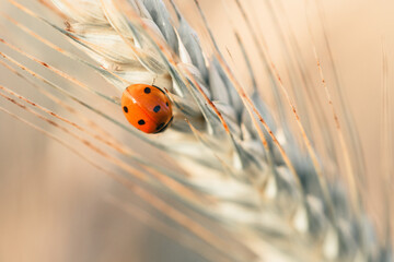 Czerwona biedronka na kłosie zboża. Makrofotografia owada w naturalnym środowisku na tle letniego pola. Zbliżenie na detale natury, symbol ekologii i rolnictwa. © Henryk Niestrój