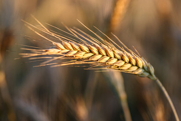 Zbliżenie makro na złoty kłos jęczmienia na polu w promieniach letniego słońca. Ciepła, rustykalna atmosfera żniw. Idealne tło dla tematów rolnictwa, natury i ekologicznej żywności. © Henryk Niestrój