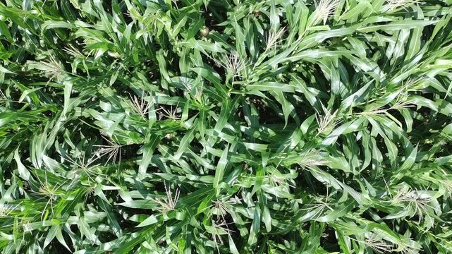 corn plants during the day