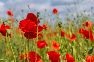 Obraz premium Papaver rhoeas or common poppy, red poppy is an annual herbaceous flowering plant in the poppy family, Papaveraceae, with red petals