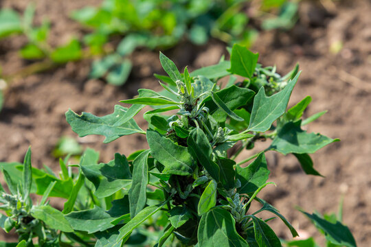 Chenopodium album, edible plant, common names include lamb's quarters, melde, goosefoot, white goosefoot, wild spinach, bathua and fat-hen