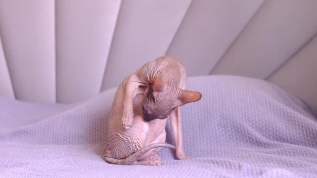 Egyptian sphinx cat licking himself while sitting on the bed. Close-up of a bald cat licking his body. Slow motion