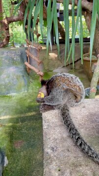 Funny cute marmoset monkey in the Zoo eating fruits