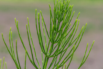Obraz premium Horsetail field Equisetum arvense grows in the wild