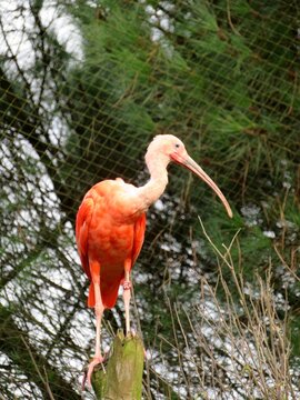 Ibis