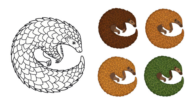 Pangolin Rolled Up in Ball: Line Art and Color Variations