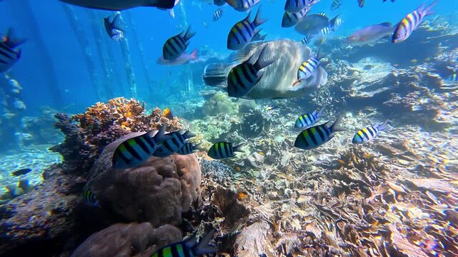 Underwater Wonders of the Tropical Reef with  Bumphead parrotfish  as Beauty of Coral Reef Biodiversity with ocean sea background	