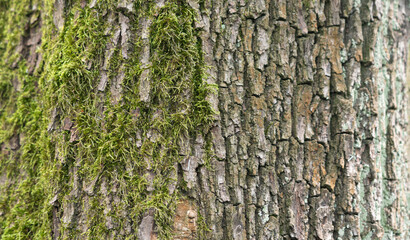 Fototapeta premium Old bark tree texture. Natural wood surface pattern, old tree skin