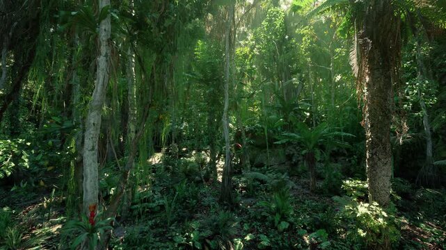 Lush forest scene, Sundappled mossy ground in peaceful forest setting, Illuminated leafy ground adorned with ferns and moss for nature photography