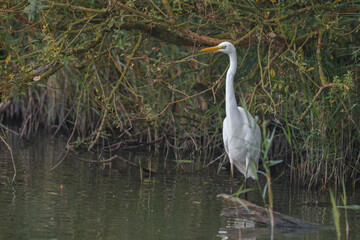 Obraz premium The great egret (Ardea alba), also known as the common egret,
