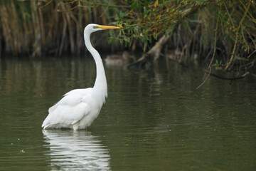 Obraz premium The great egret (Ardea alba), also known as the common egret,