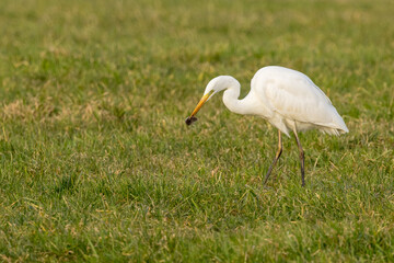Fototapeta premium The great egret (Ardea alba), also known as the common egret,