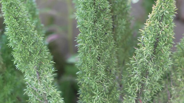 Close-up of a green foxtail fern (Asparagus densiflorus) swaying in the afternoon breeze.