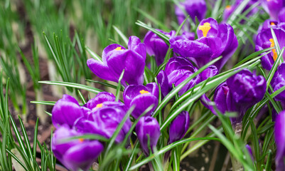 Garden center or hothouse with potted crocus plants growth with blooming flowers and fresh sprouts. First spring bulb shoots in greenhouse or nursery for seasonal sale.