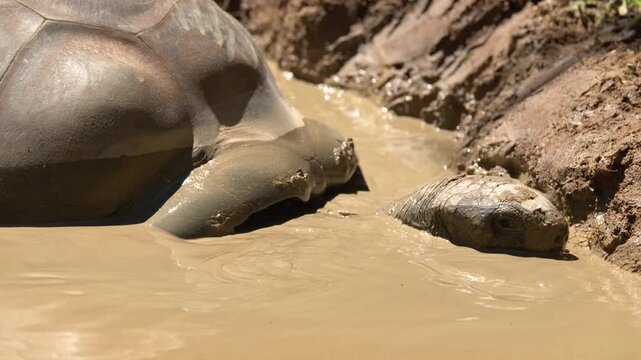 Aldabra Giant Tortoise Resting in a Thick Brown Mud Puddle