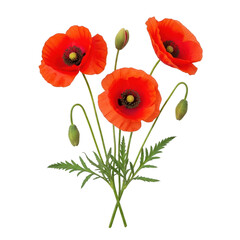 Obraz premium Vibrant red poppies with green stems and leaves isolated on transparent background