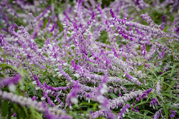 Obraz premium Stunning Strauchiger Salbei in Kiba Park reveals its delicate autumn foliage. A poetic and serene capture of Tokyo’s botanical beauty, showcasing the elegant textures of this vibrant garden shrub.