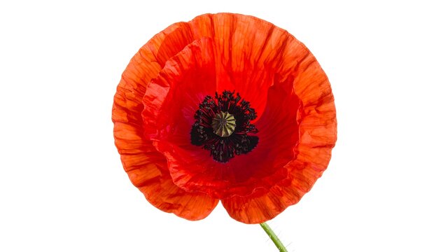 A vibrant red poppy flower with delicate petals and green stem